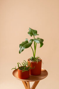 Grow a Garden Mutations Guide