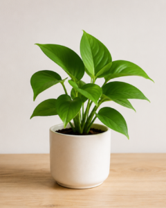 Grow a Garden Pet Value List